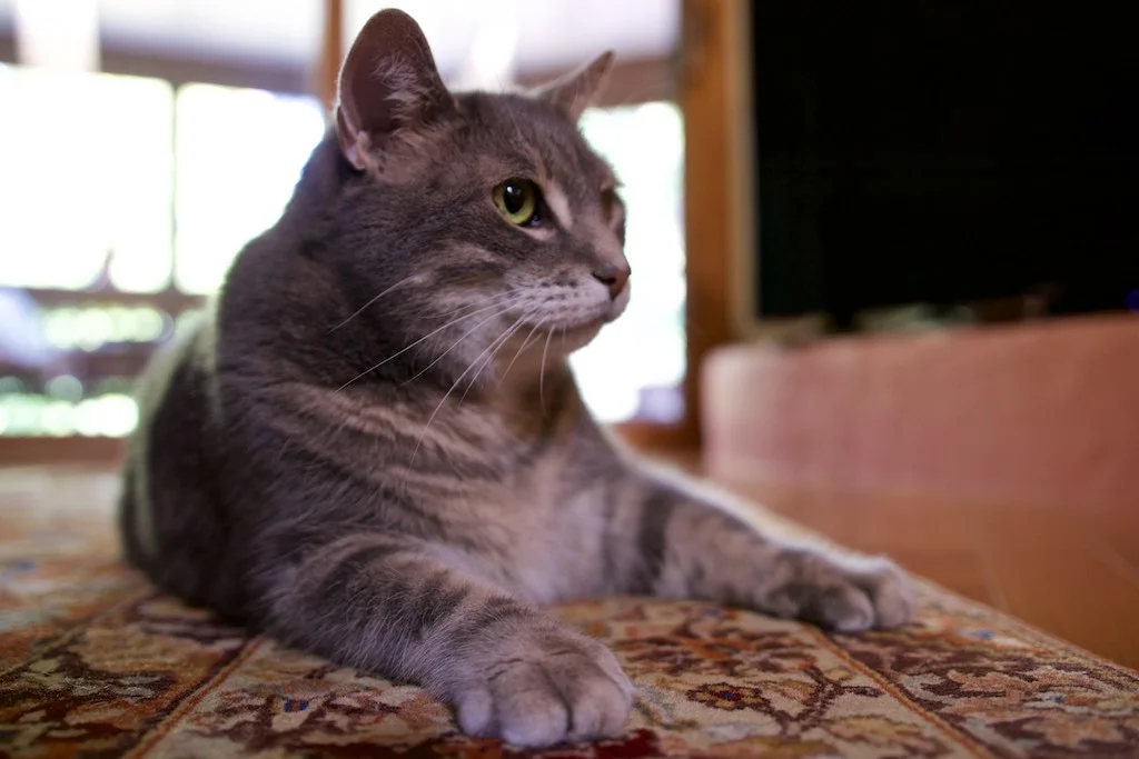 Manlius, NY: This is Sammy, my family’s big and big-hearted cat. Of all the animals Ivi encountered on our trip, Sammy was the only one who could crack her chronic anxiety when it comes to trusting other animals. He truly is a gentle giant.