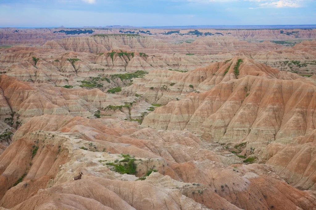 Badlands National Park, SD: Note the large ram taking a rest in the lower left corner. Best seat in the house.