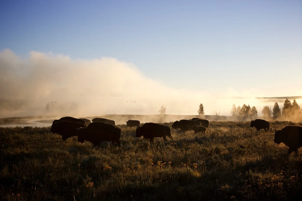 Yellowstone National Park, WY: Hayden Valley was where the buffalo roamed on our visit. Staying true to our early morning routine, we were fortunate enough to witness a herd of bison stampede from one end of the valley to another with only a handful of onlookers. You can watch a video clip of the awesomeness here .