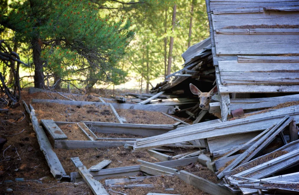 Granite, MT: In what used to be the Granite Hospital, we came across a doe caring for her young. Of all the dilapidated structures in this remote ghost town, isn’t interesting that this little family of deer chose the hospital to live in?