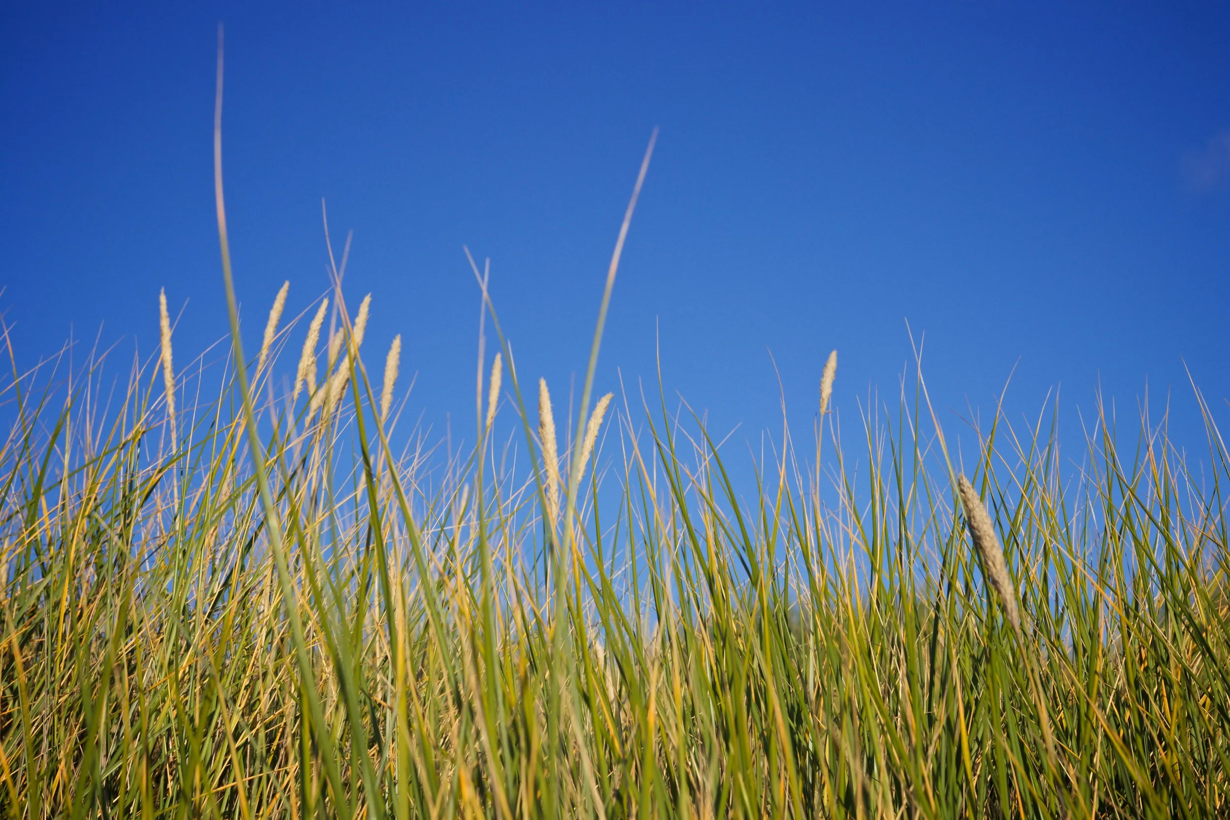Manzanita, OR: The site of dune grass before reaching the Pacific Ocean on our return home was extremely exciting—as was the authentic Mexican dinner we ate after hitting the beach.