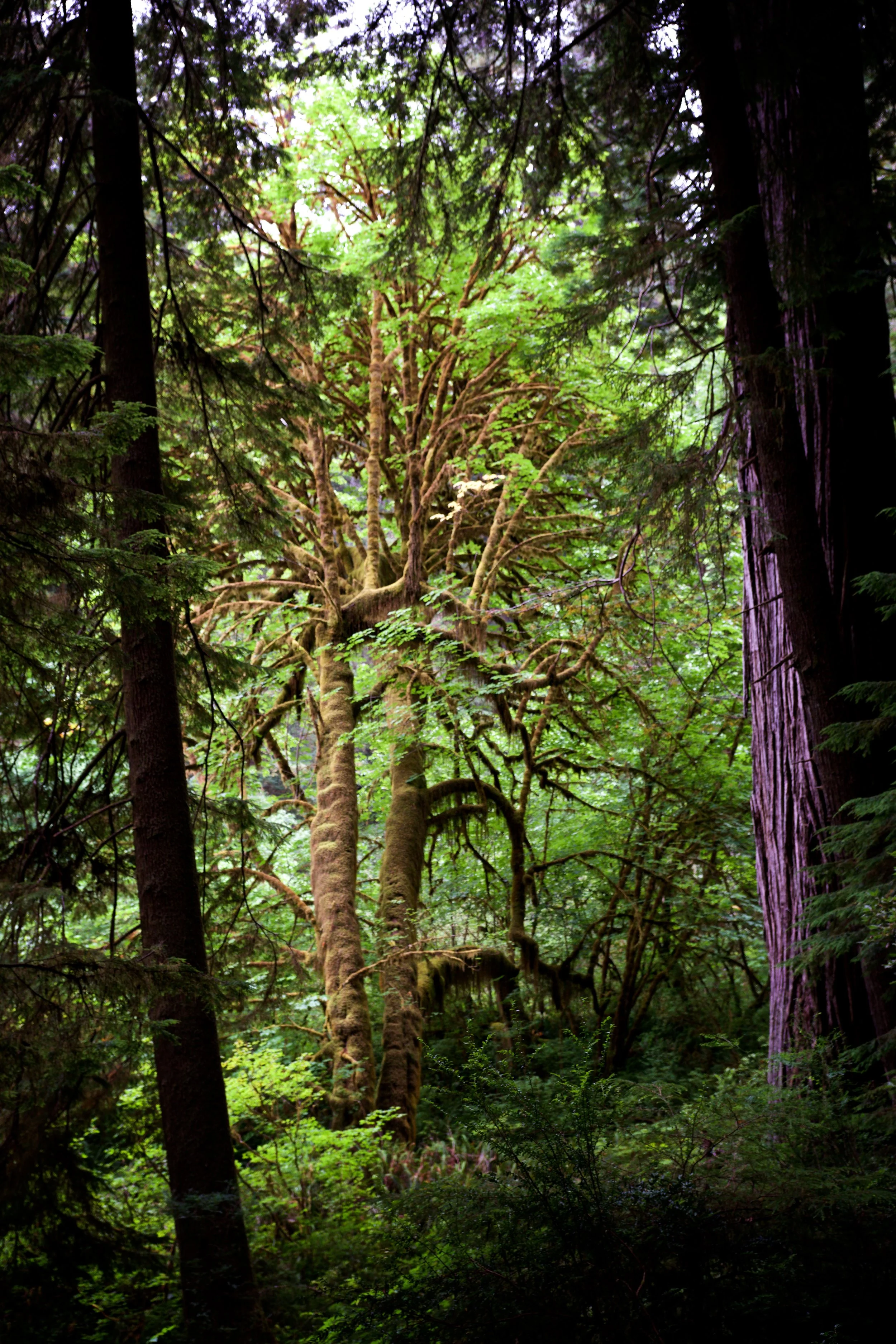 Del Norte, CA: Jedediah Smith State Park may be one of the finest ways to experience California’s temperate rain forests as they’ve existed for thousands of years.