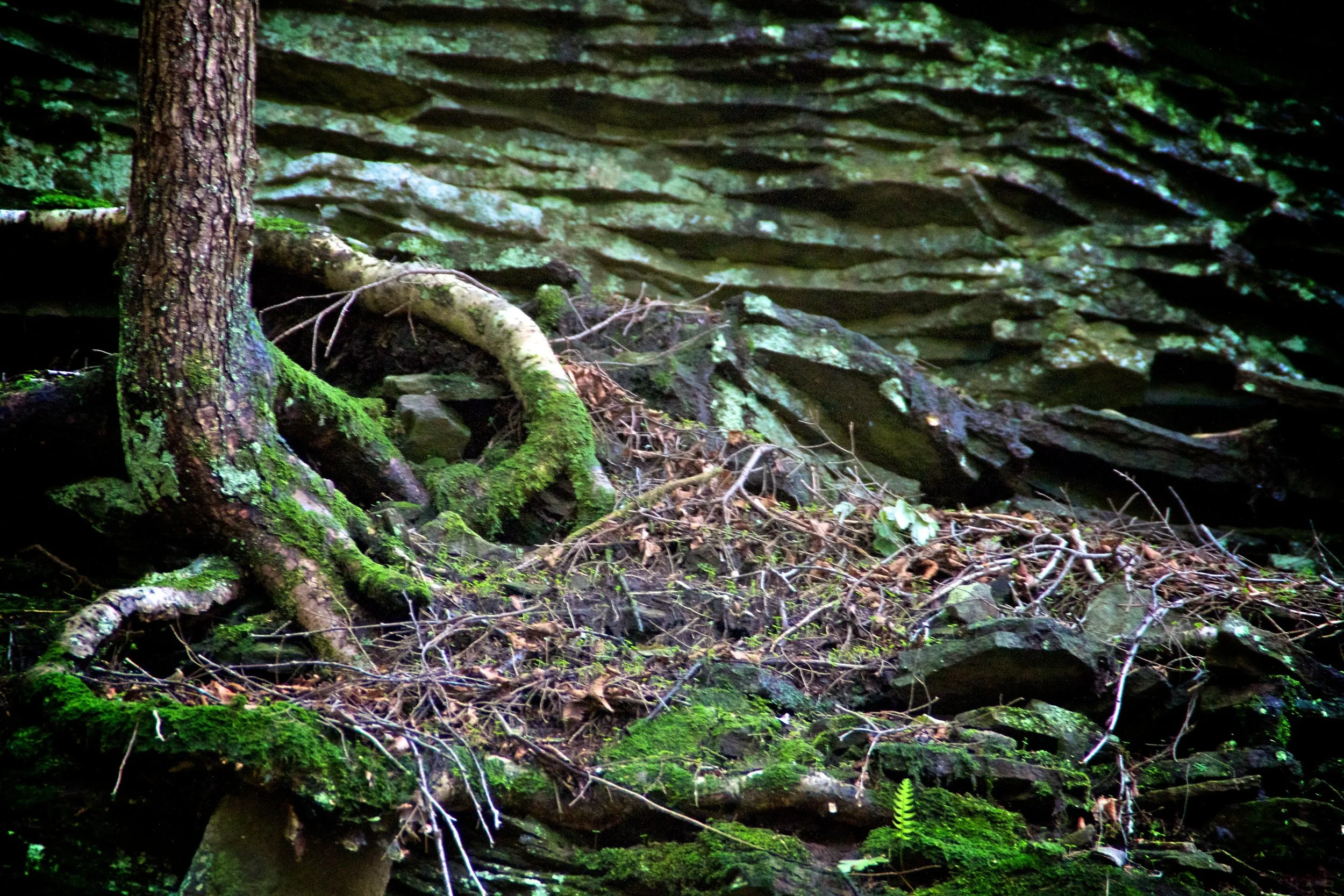 Catskill Mountains, NY | 2012
