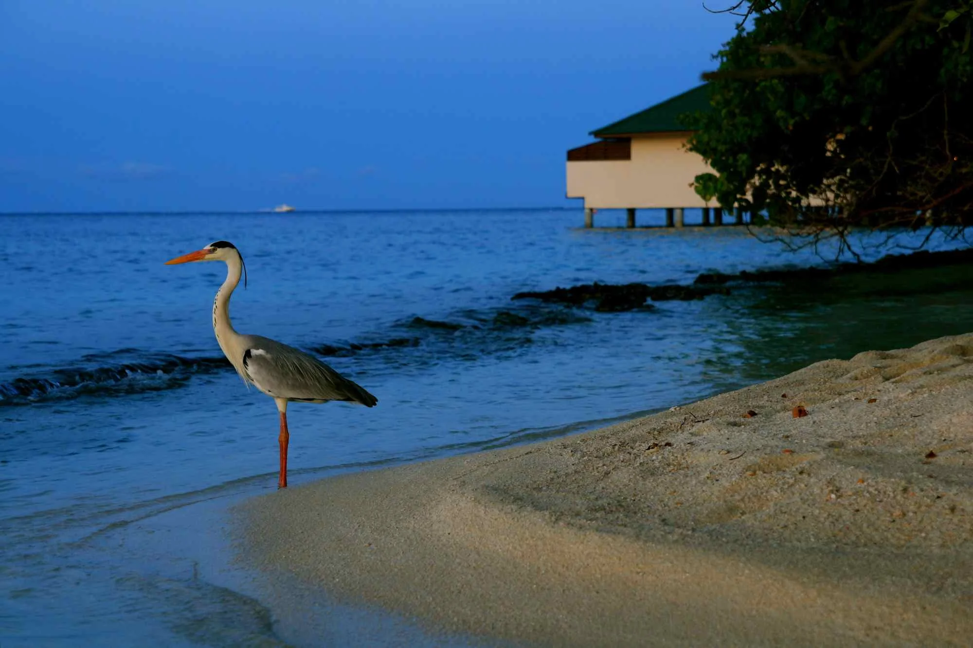 The Maldives | 2008