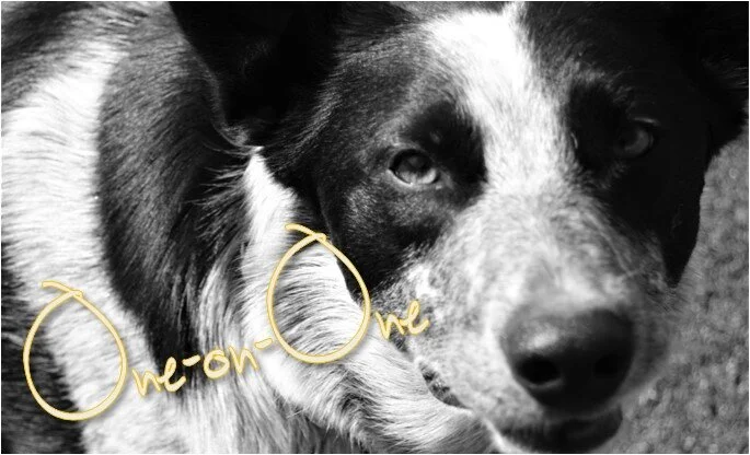 complete k9 solutions