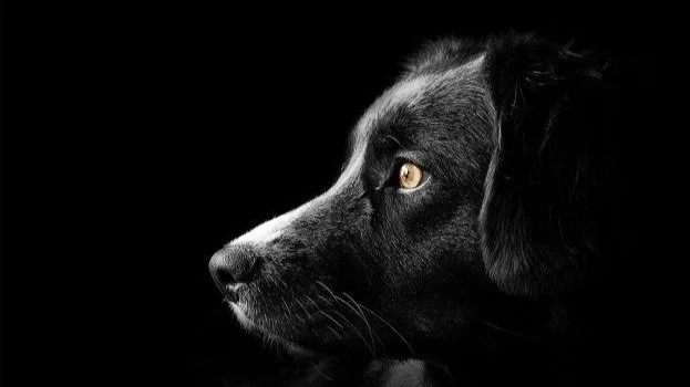 online dog behavior courses