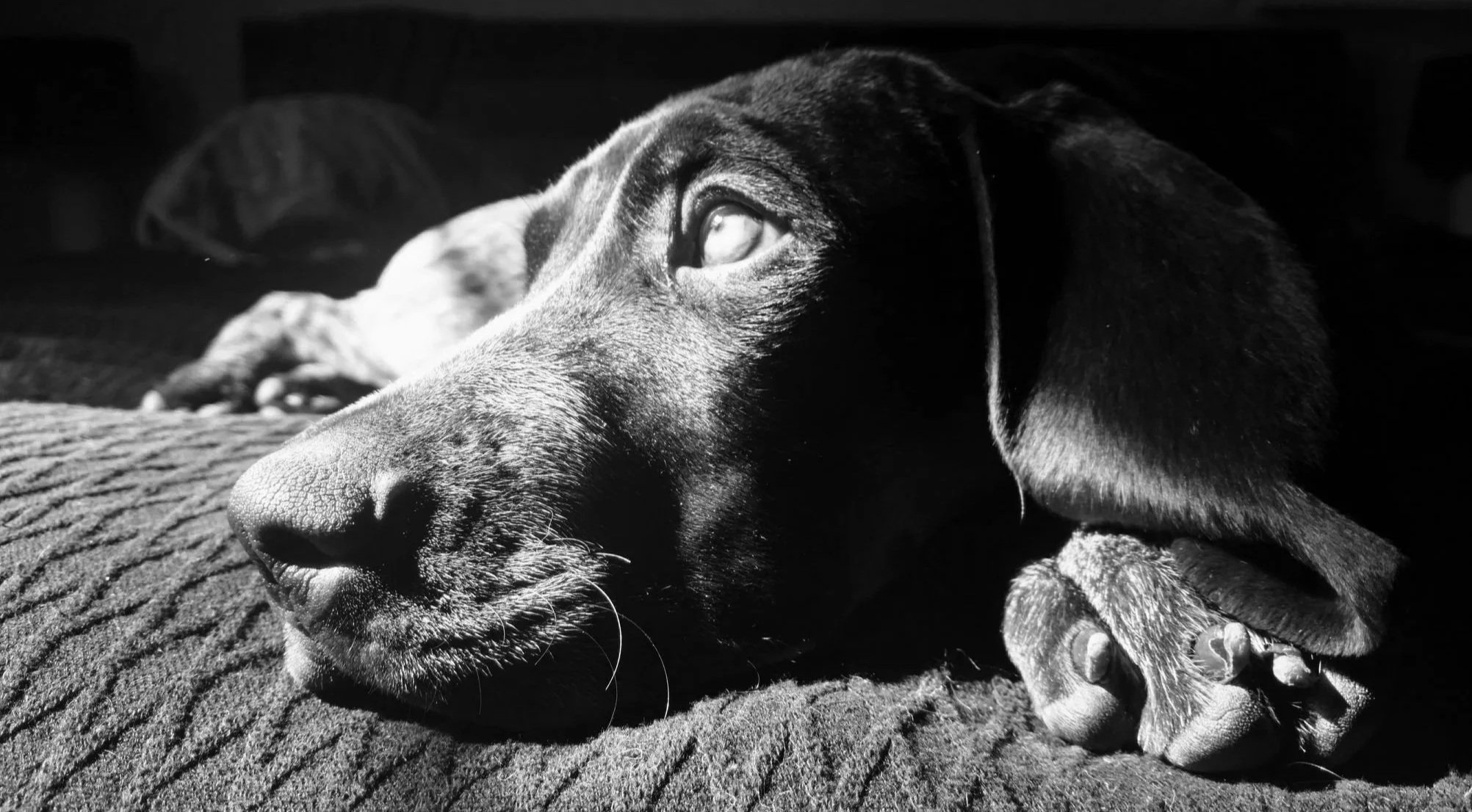 Dogs by Foster Behavior Consulting Virtual and In-person