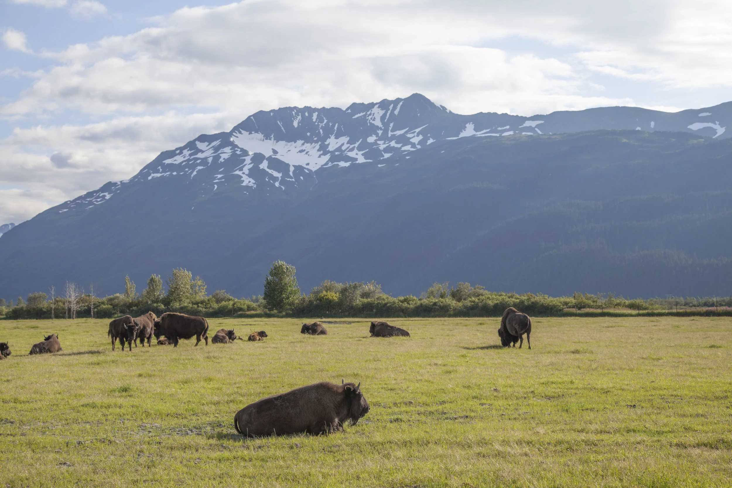 Bison.jpg