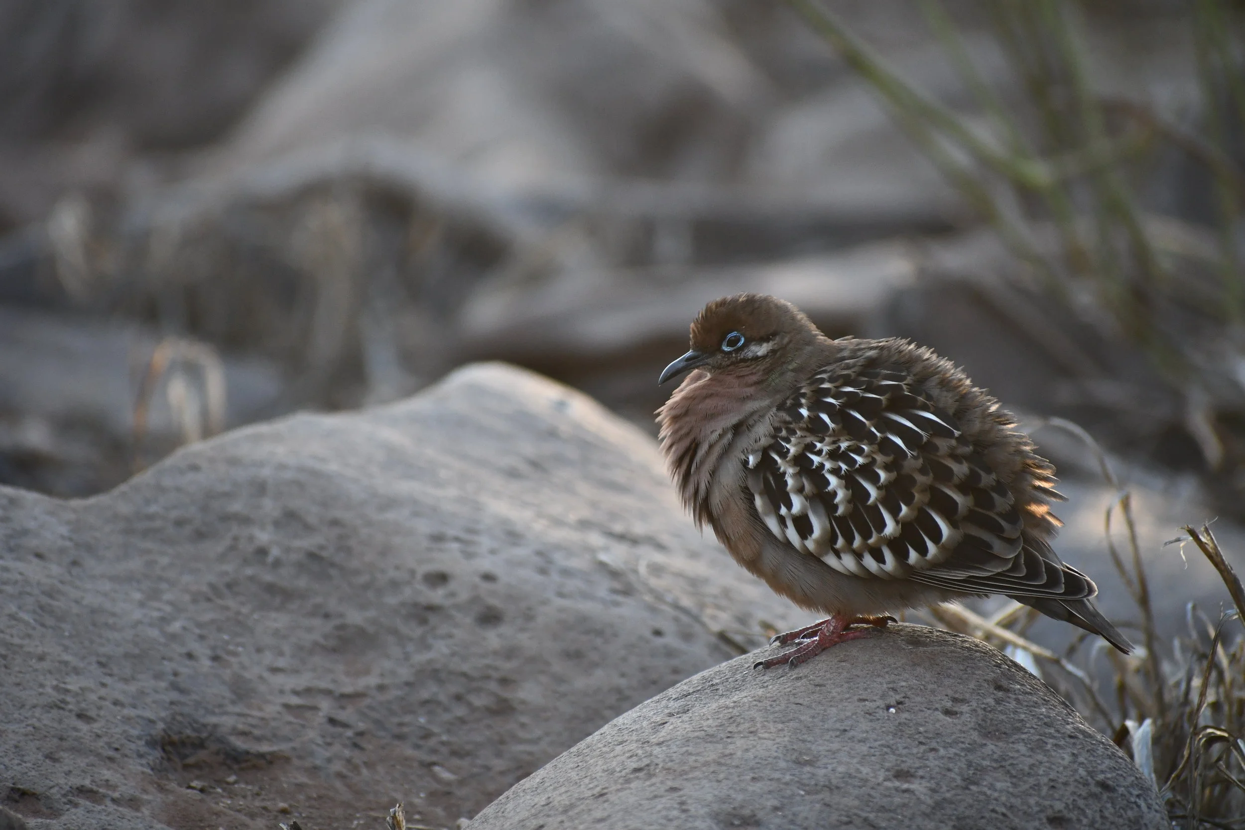 DSC_2033.JPG