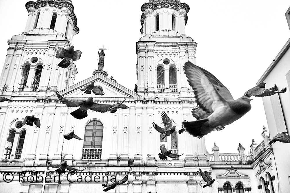 RobertCadena_Ecuador_Pigeons.jpg
