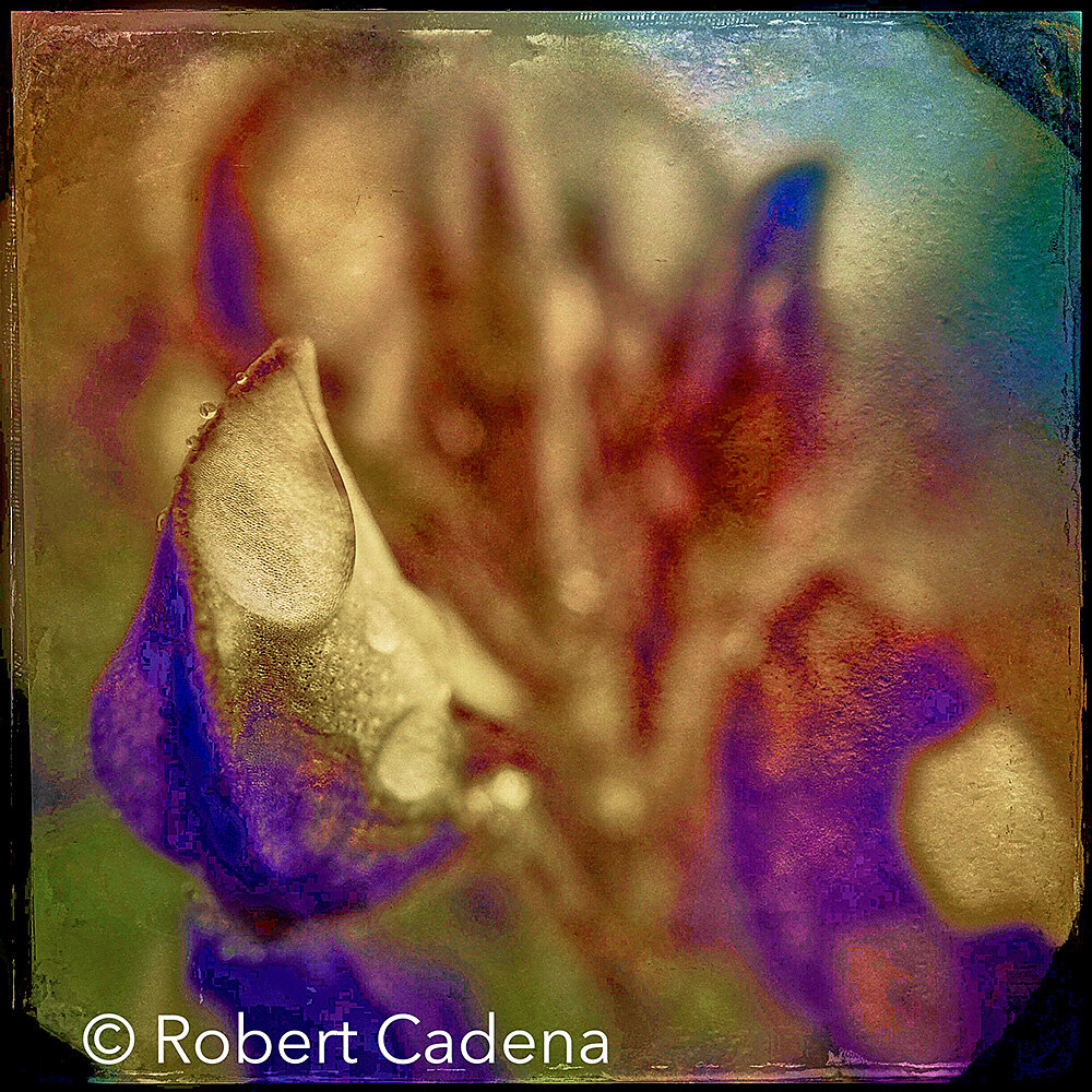 Blue_Bonnett_Flower_Rain_Drop_By_Robert_Cadena.jpg
