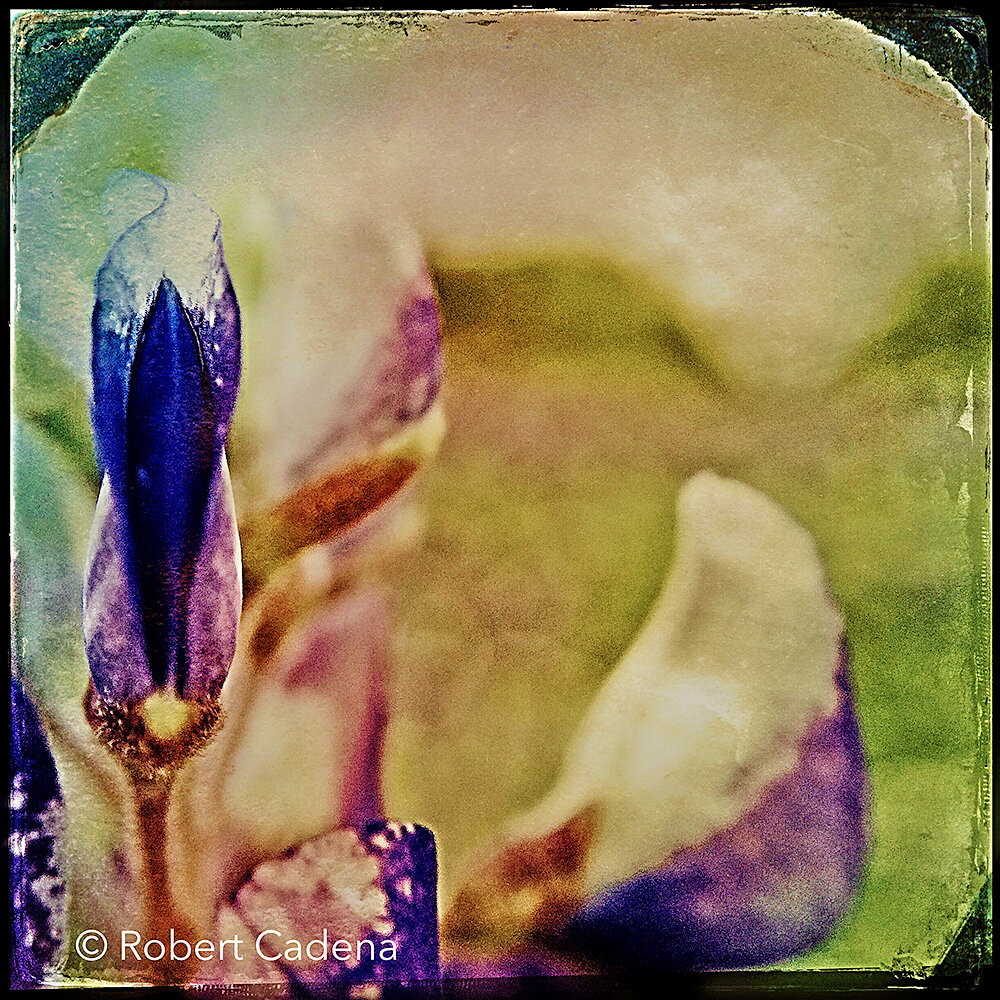 Blue_Bonnett_Flowers_#1_By_Robert_Cadena.jpg