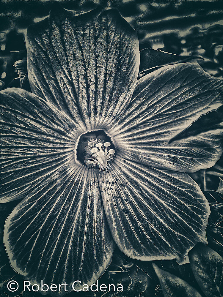 Dela_Where_Flower_B&W_2_By_Robert_Cadena.jpg