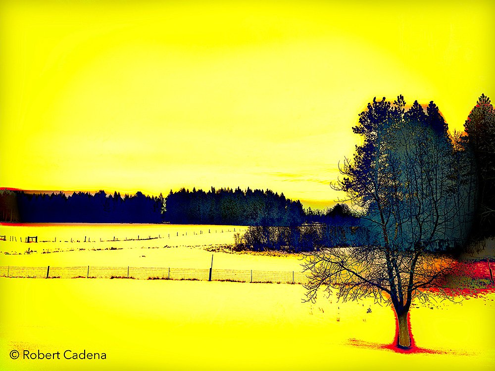 Hunter's-Farm-Landscape_The-Yellow-with-Tree--January-2022-By-Robert-Cadena.jpg