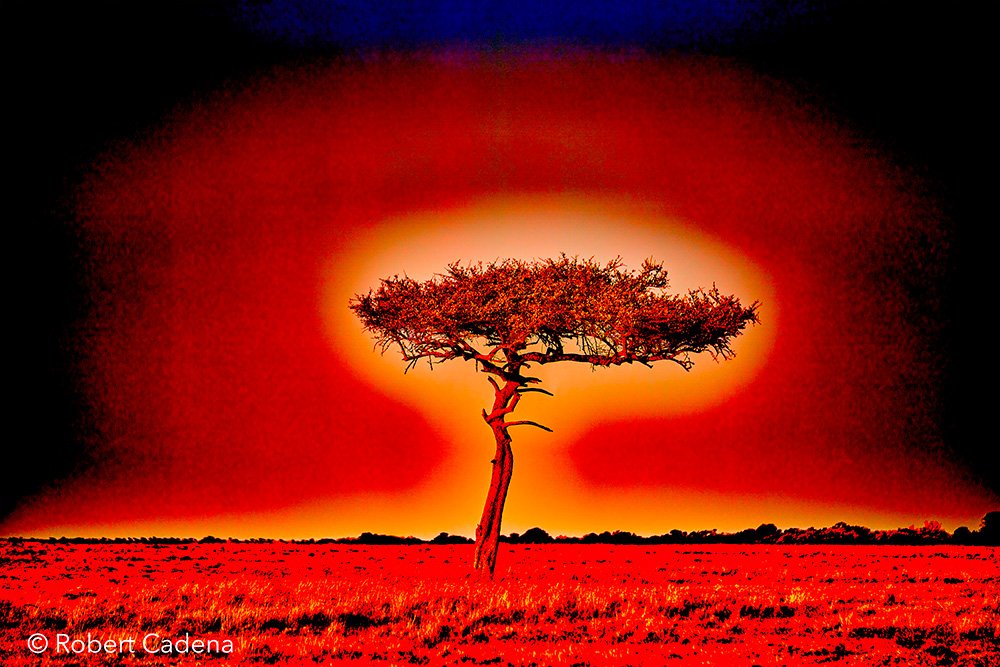 African_Desert_Date_Tree_In_Red_By_Robert_Cadena.jpg