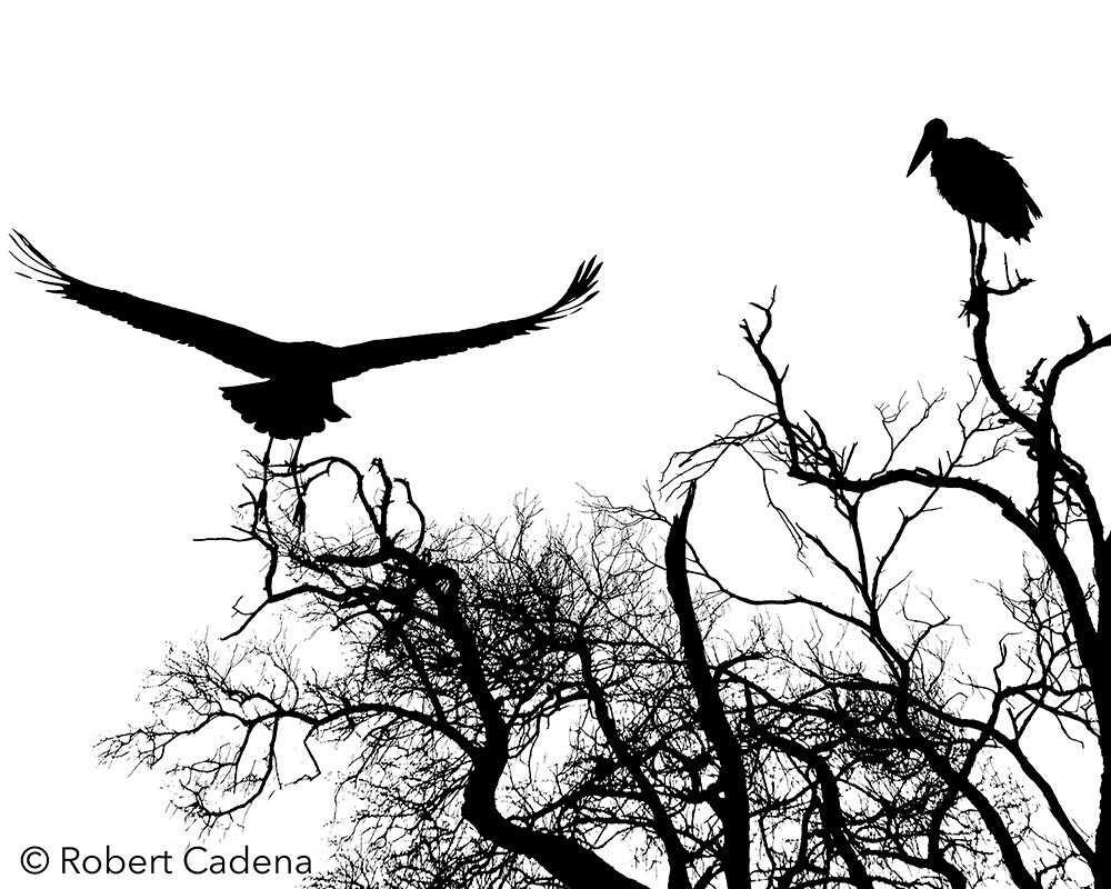 African_Birds_By_Robert_Cadena.jpg