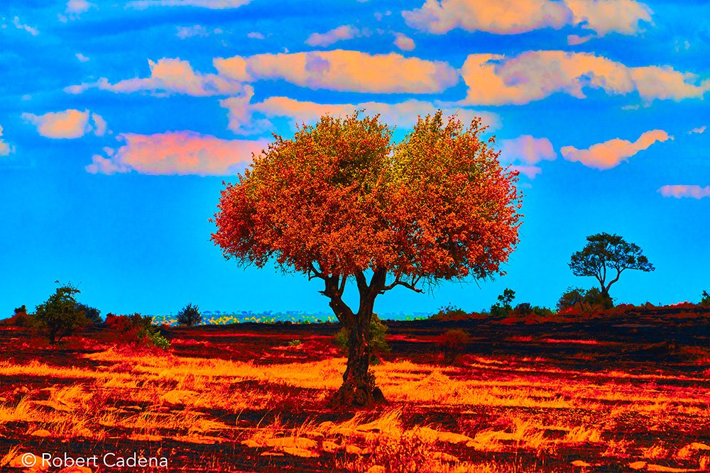 Tree_In_Technicolor_By_Robert_Cadena.jpg