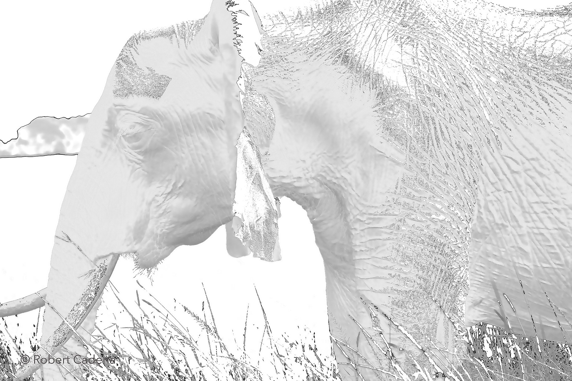 African_Elephant_in_B&W_By_Robert Cadena.jpg