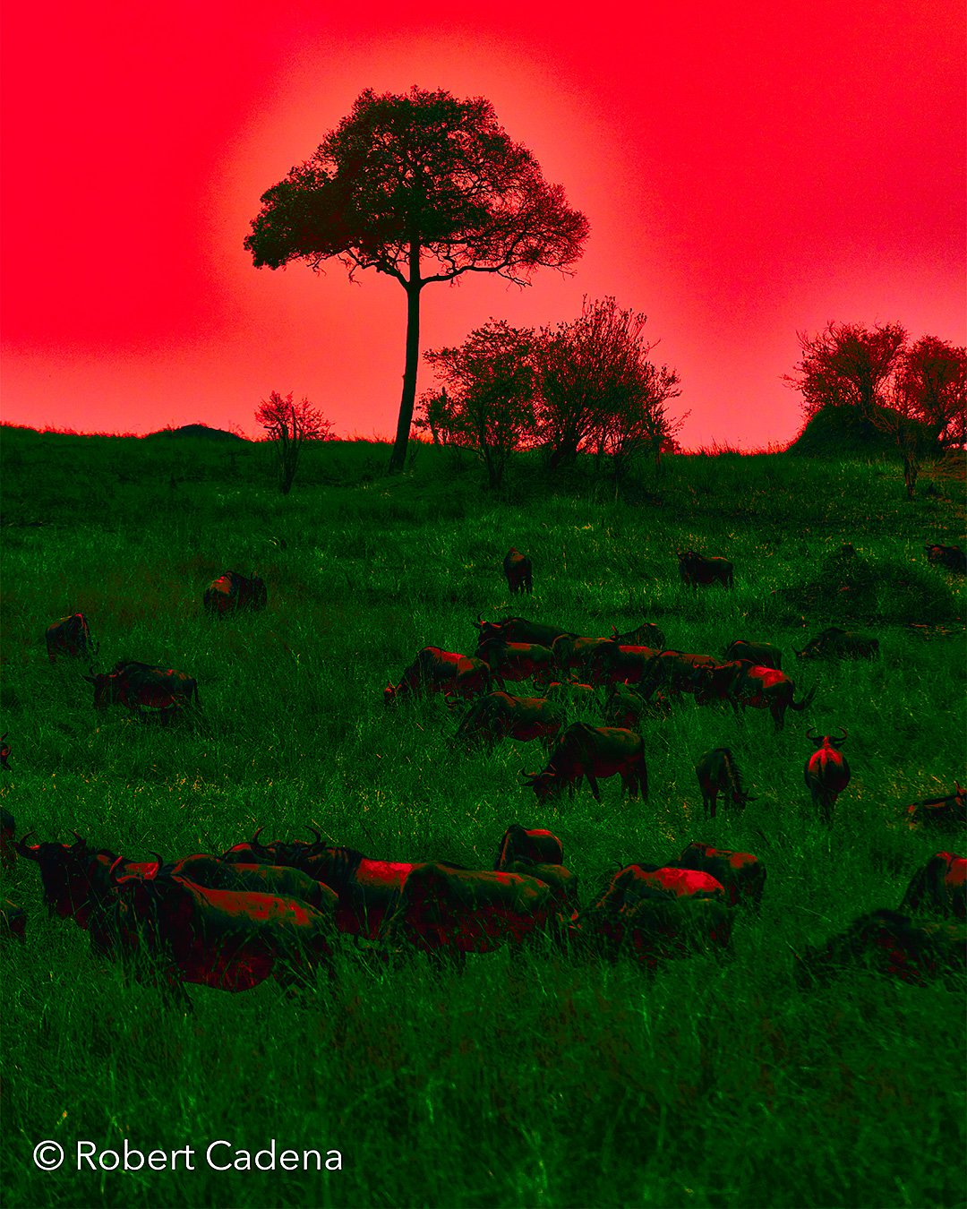 African_Wildebeest_Against_the_Red_Sky_By_Robert_Cadena.jpg