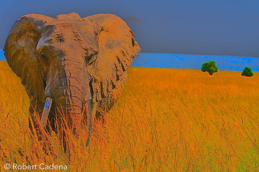 African_Elephant_By_Robert_Cadena.jpg