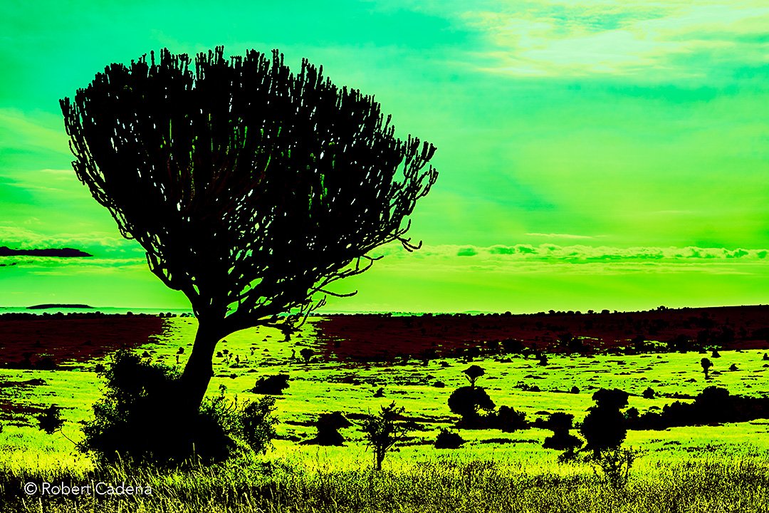 African_Candelabra_Tree_By_Robert_Cadena.jpg