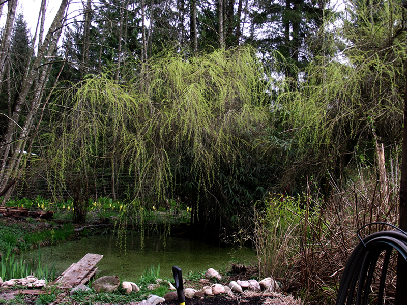 WillowTree&Pond-sm.jpg