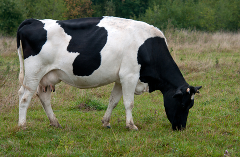 A cow eating what it should eat. 