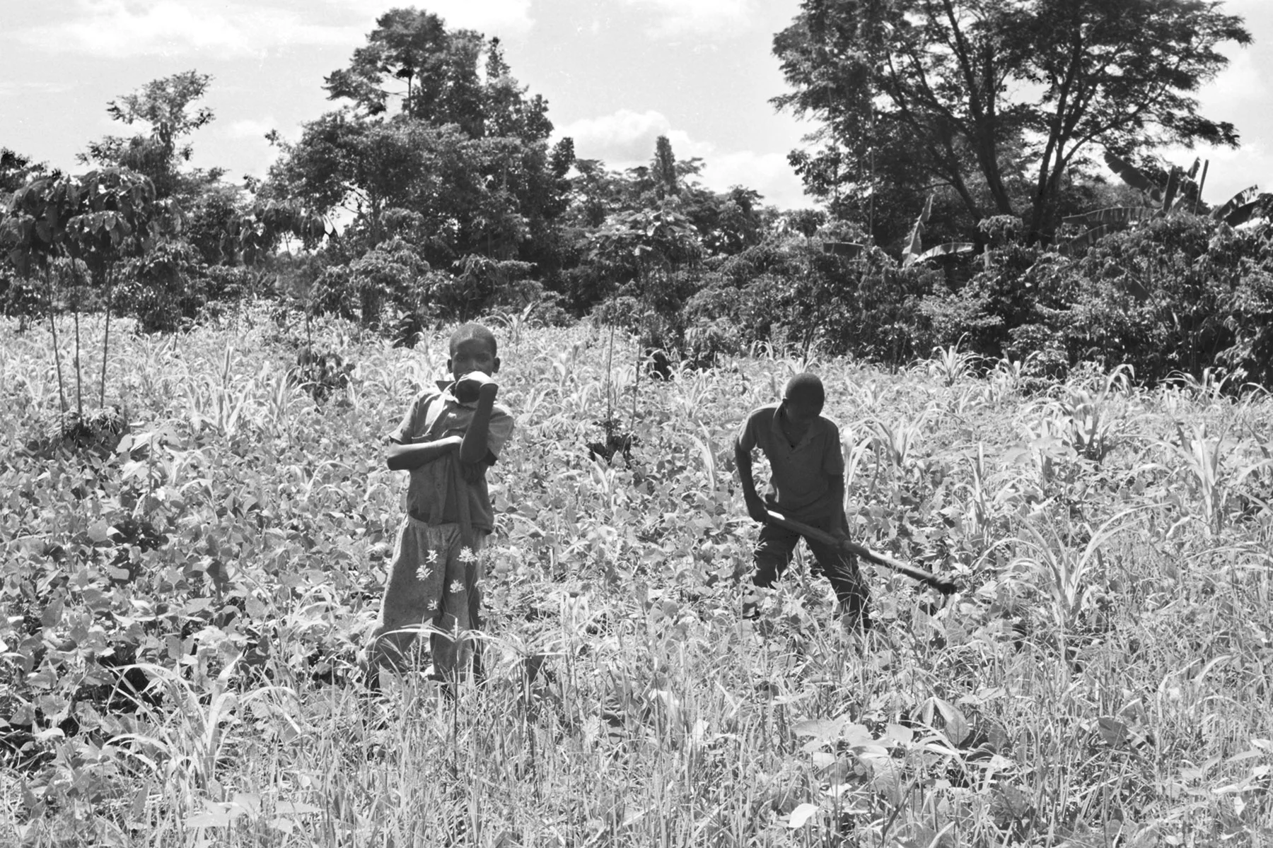 Photographer: Kibirige Nalongo. Age: 40 years. Occupation: Farmer and Preacher. "These are my two sons farming after school. They work so hard to help our big family. They are very good boys."