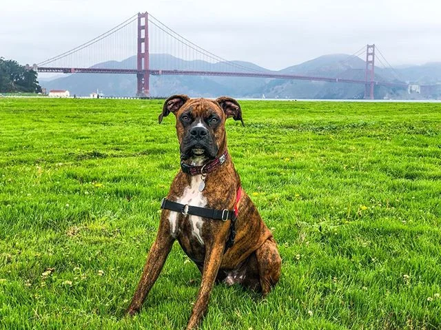 Channeling His Inner Danny Tanner. Crissy Field, San Francisco, CA #marinamilo #fullhouse #bobsaget #crissyfield #ggnra