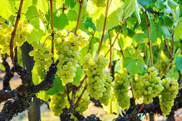 Time For Harvest. Lynmar Estate, Russian River, CA #lynmarestate  #russianriver #sonomacounty #chardonnay #harvest