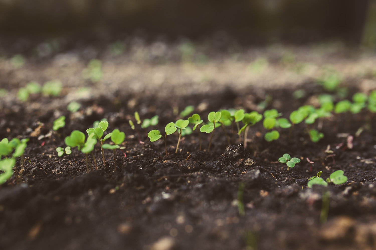 rucola-young-argula-sproutus.jpg