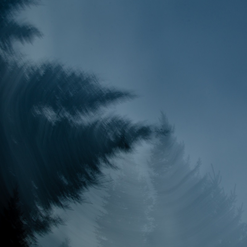 tree 2 _ low res.jpg