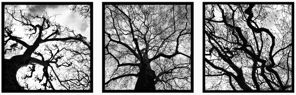 B&W - triptych - tree branches.png
