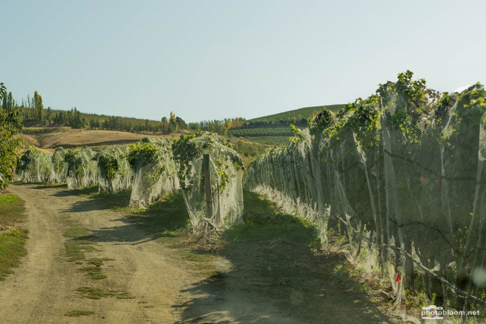Vineyards netted harvest 2015.jpg