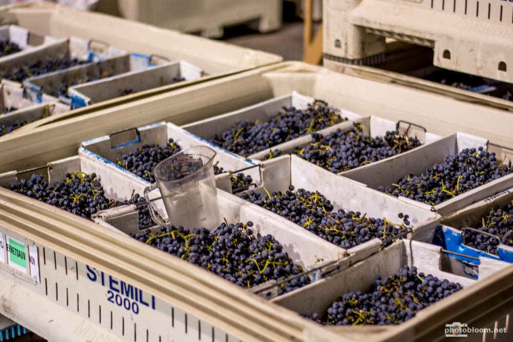 Cabernet Sauvignon grapes harvest 2015.jpg