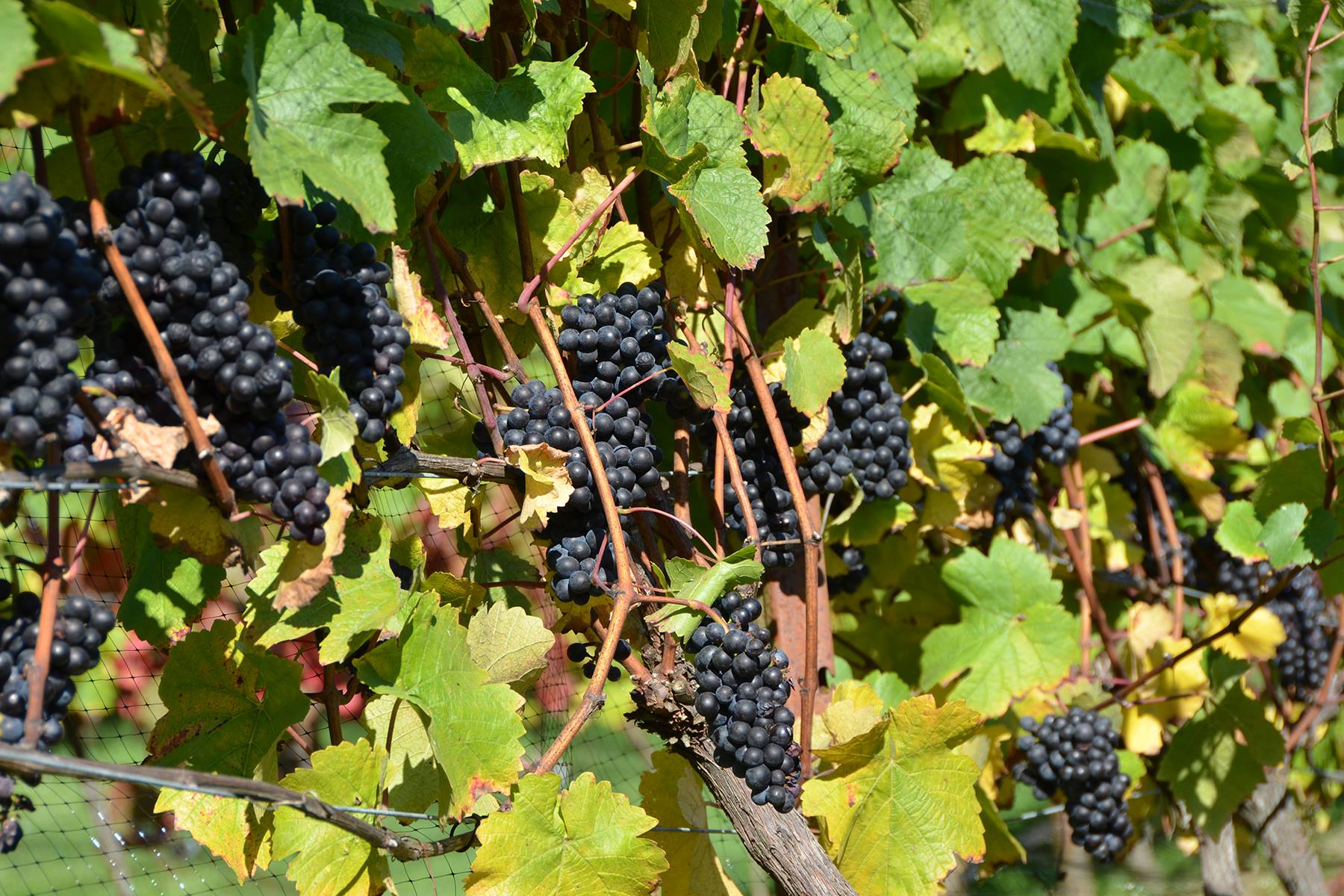 pinotnoir17.jpg