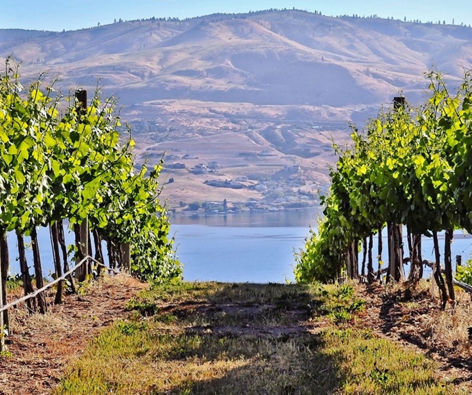 vines and river.jpg