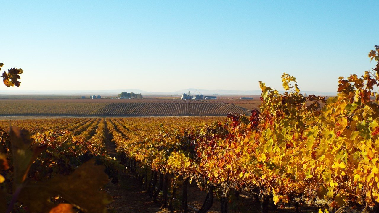 fall vineyard.jpg