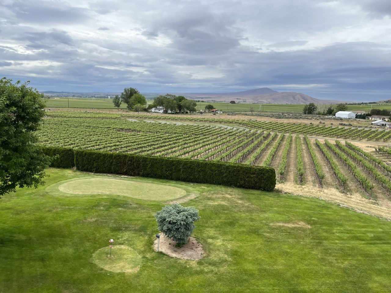 vineyard view.jpg