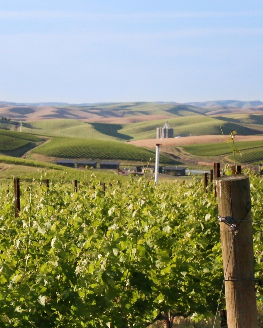 vineyard and palouse.jpg