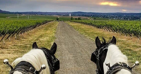 horses to tour vineyard.jpg