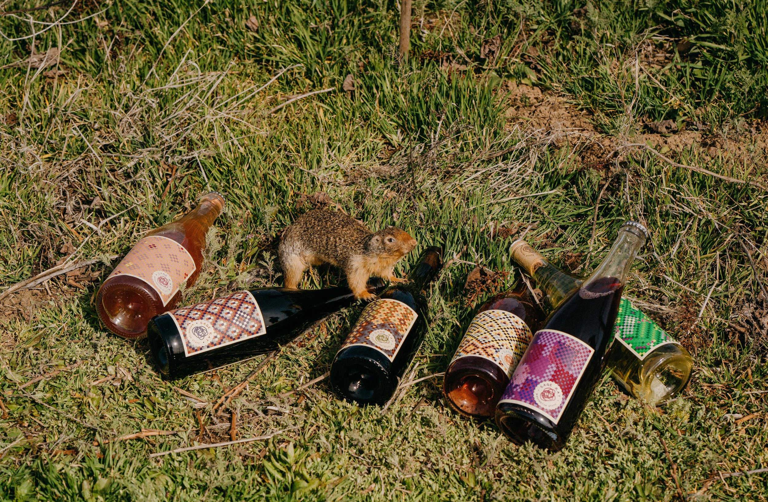 bottles and squirrel.jpg