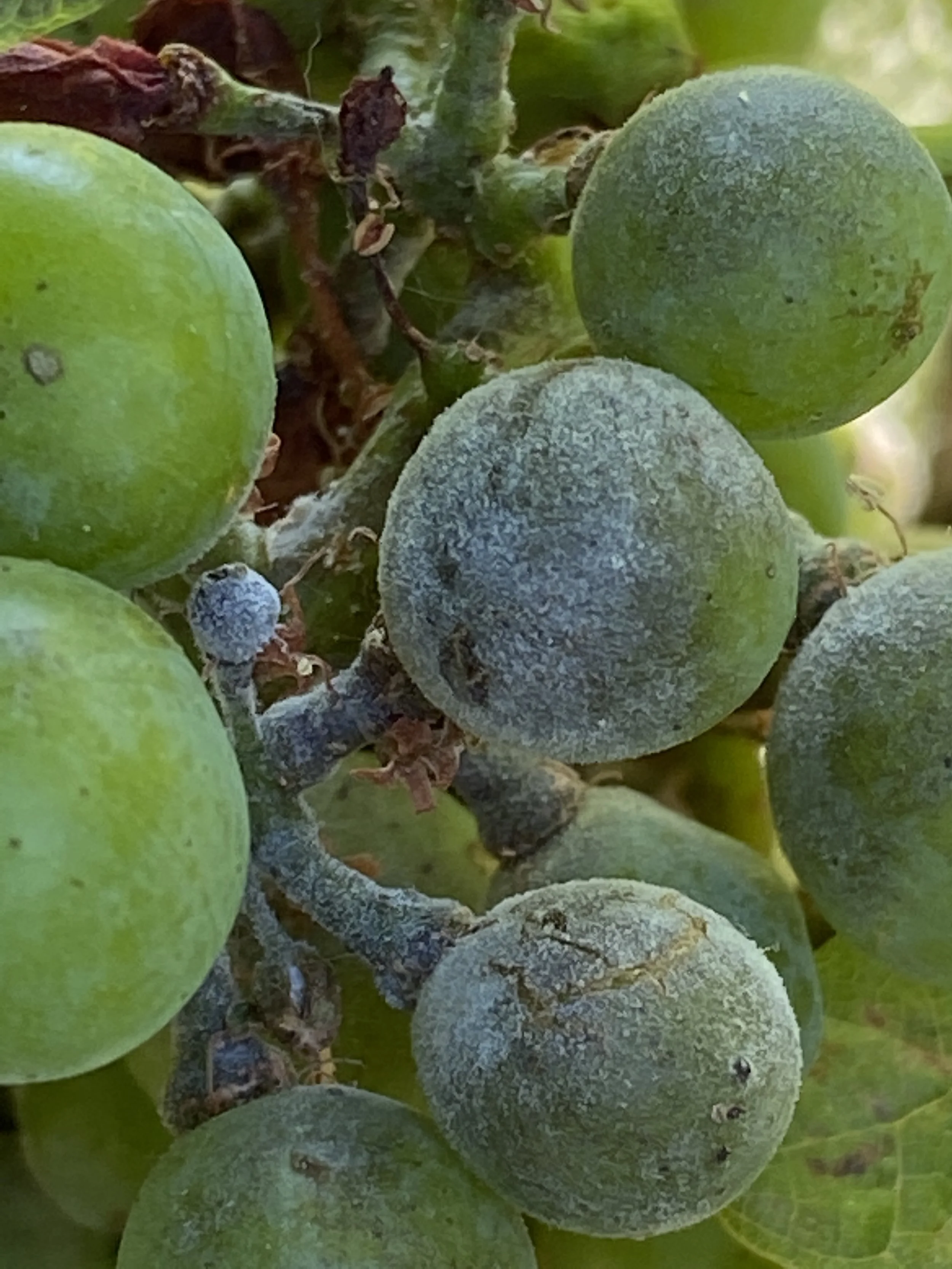 Severe powdery mildew.JPG