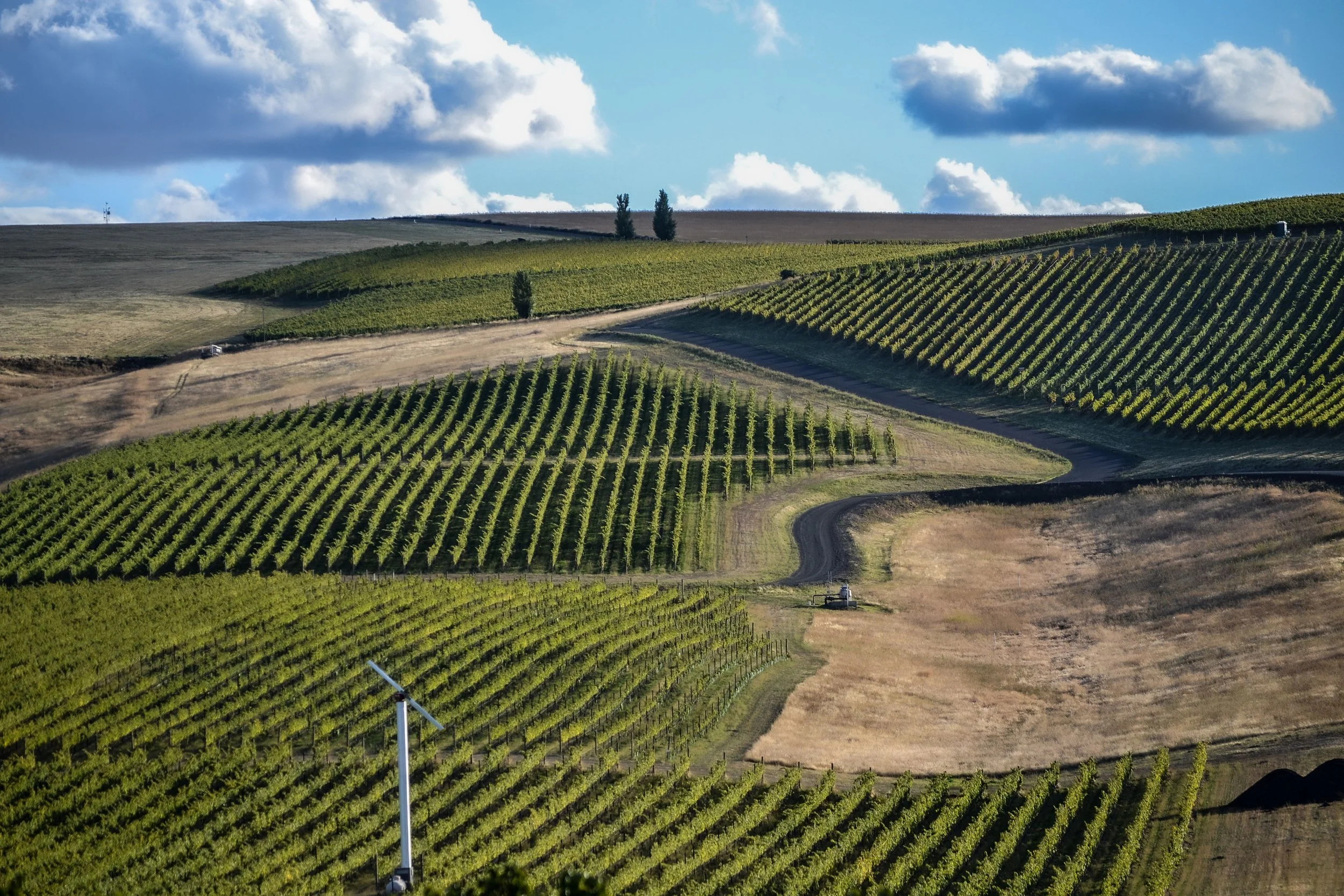 Vineyard scenic1.JPG