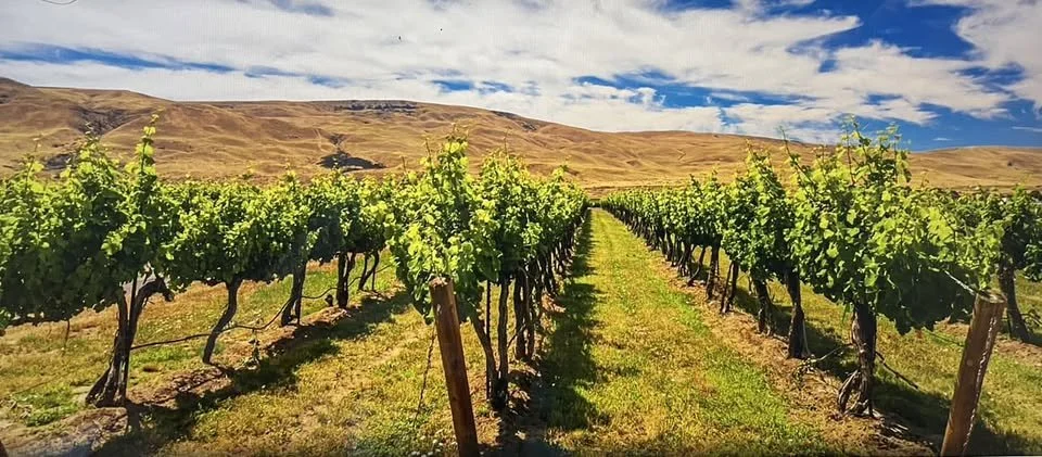vineyard.jpg