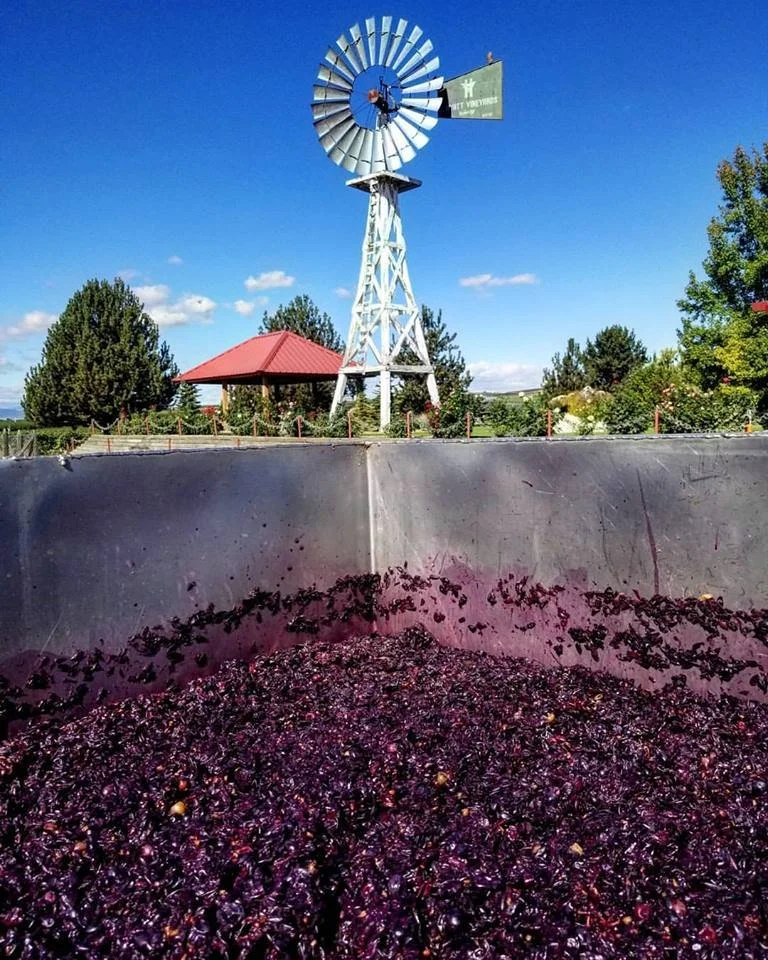 grapes and winemill.jpg