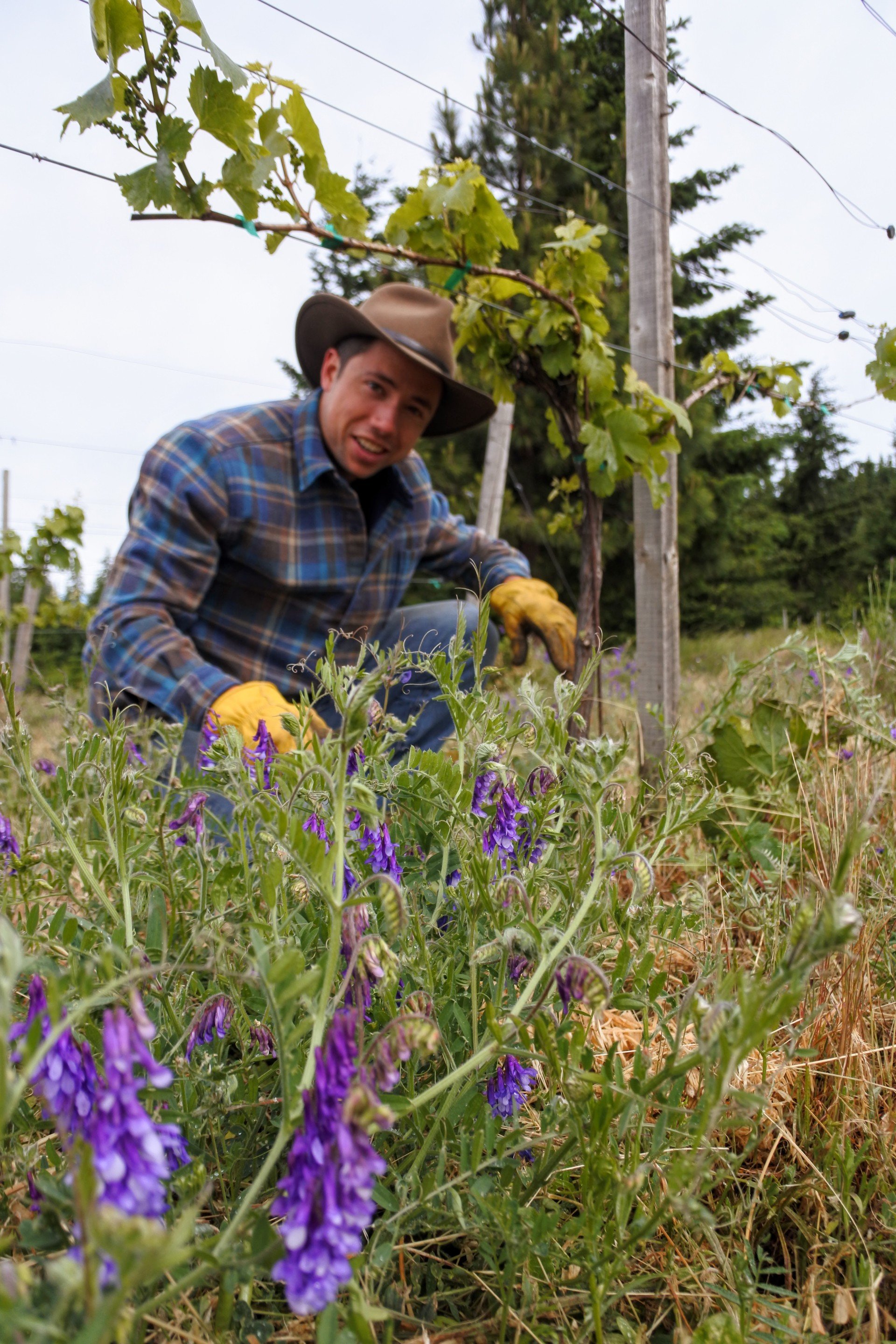 in vineyard.jpg