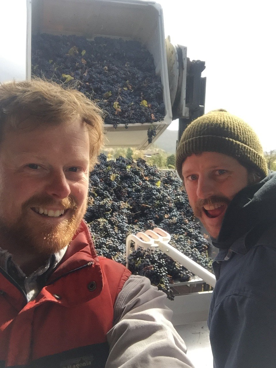 grapes coming in.jpg