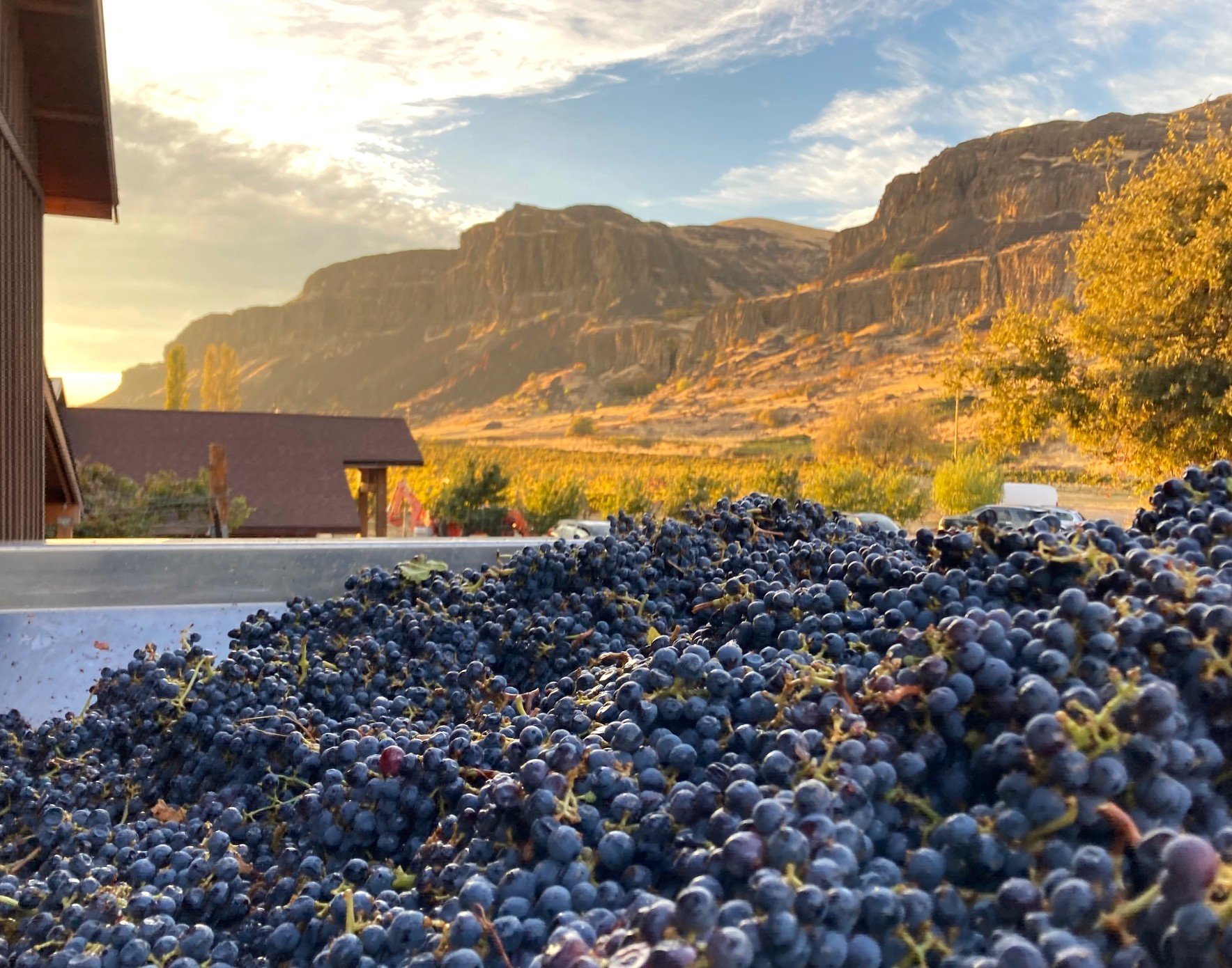 grapes and cliffs.jpg
