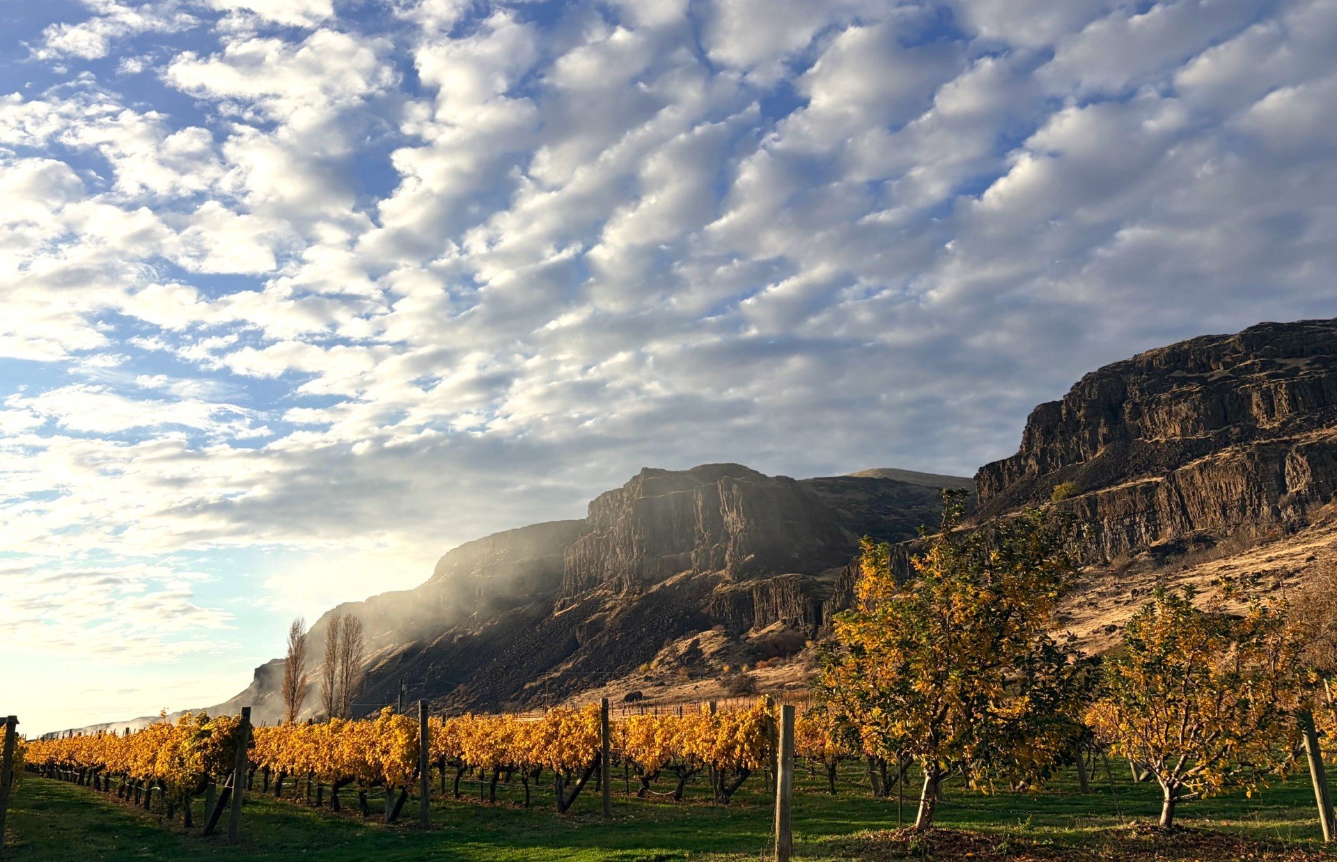 cliffs and vineyard.jpg